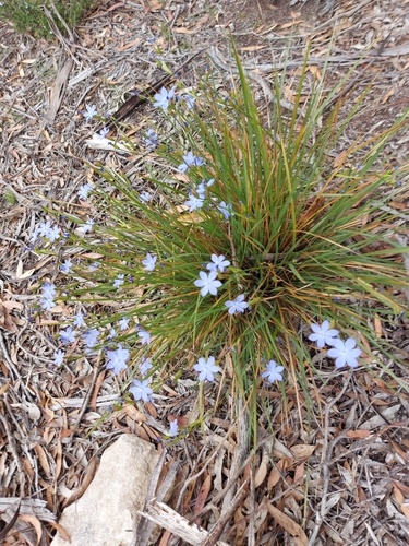 Orthrosanthus multiflorus, photograph 2