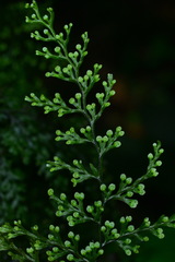 Hymenophyllum polyanthon