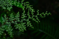 Hymenophyllum polyanthon