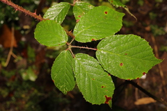 Rubus dasyphyllus