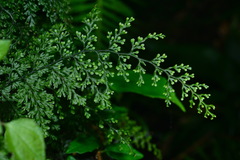 Hymenophyllum polyanthon
