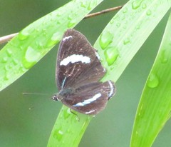 Diaethria eluina
