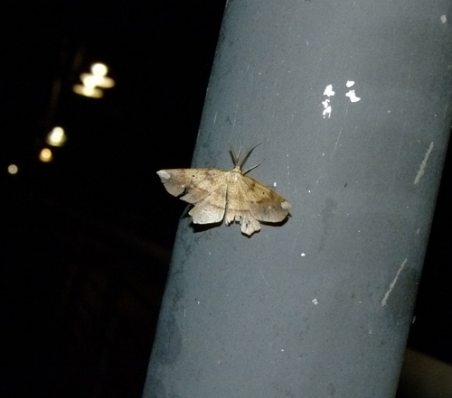 Photo of Deep Yellow Euchlaena Moth (Euchlaena amoenaria)