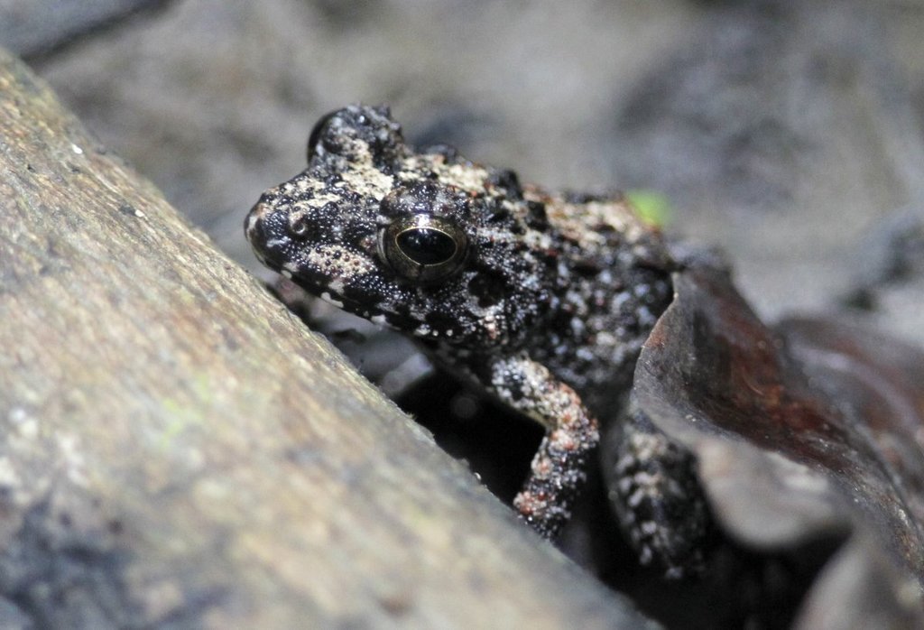 Cheesman's Wrinkled Ground Frog (Cornufer cheesmanae)