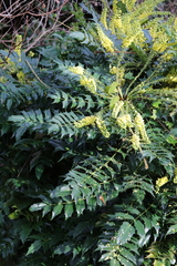 Berberis × hortensis