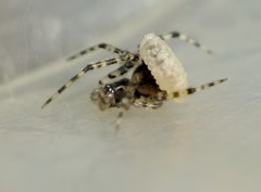 Zatypota bohemani