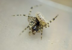Zatypota bohemani
