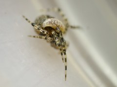 Zatypota bohemani