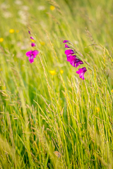 Gladiolus