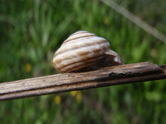 Cernuella neglecta