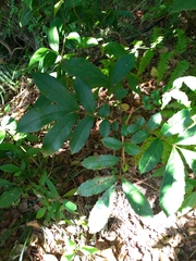 Meliosma rhoifolia