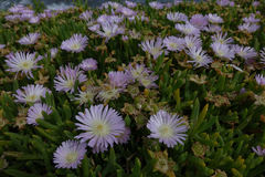 Disphyma australe australe