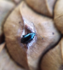 Phyllotreta nigripes