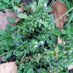 Veronica serpyllifolia serpyllifolia