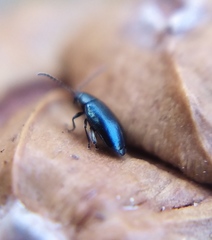 Phyllotreta nigripes