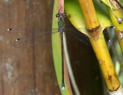 Chlorolestes tessellatus