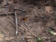 Delta pyriforme pyriforme