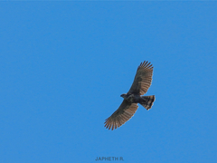 Pinsker's Hawk-Eagle photo 2