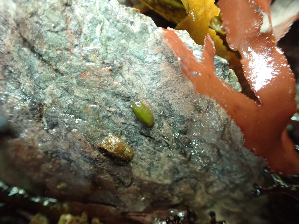 Dynamene bidentata