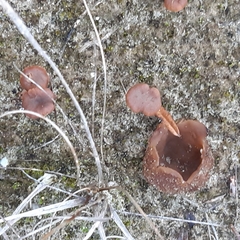 Peziza ammophila