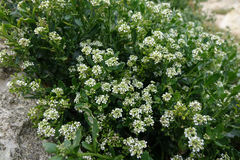 Lepidium crassum