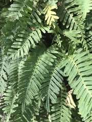 Pleopeltis michauxiana