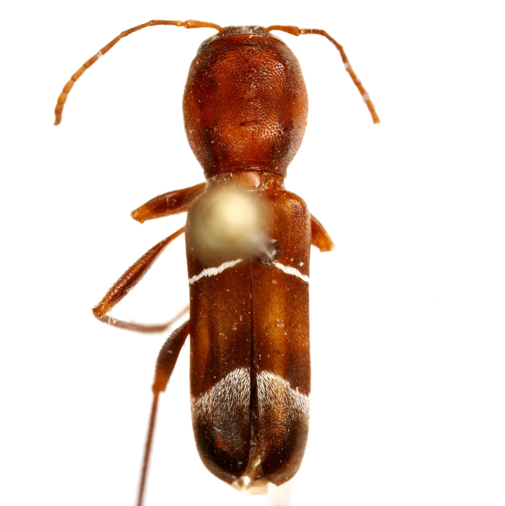 Neoclytus jouteli