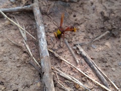 Delta pyriforme pyriforme