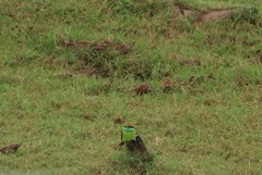 Merops orientalis ceylonicus