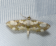 Eupithecia junctifascia