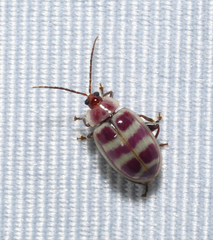 Asphaera quadrifasciata