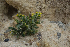 Senecio carnosulus
