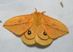 Automeris unifasciatus