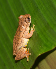 Dendropsophus carnifex
