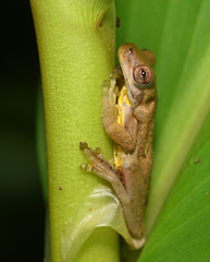 Dendropsophus carnifex