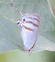 Paiwarria venulius