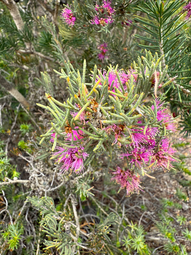 Melaleuca aspalathoides, 2025-10-26