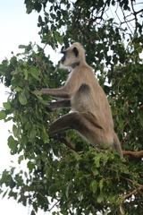 Semnopithecus priam thersites