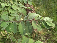 Grewia orbiculata