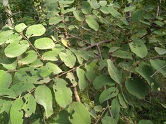 Grewia orbiculata