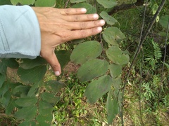 Grewia orbiculata