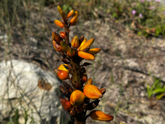 Aloiampelos commixta, photograph (c) Michael Silberbauer, some rights reserved (CC BY)