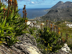 Aloiampelos commixta, photograph (c) Michael Silberbauer, some rights reserved (CC BY)