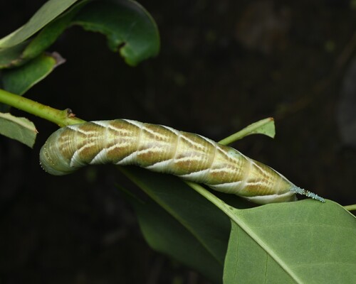 Plain grey hawkmoth