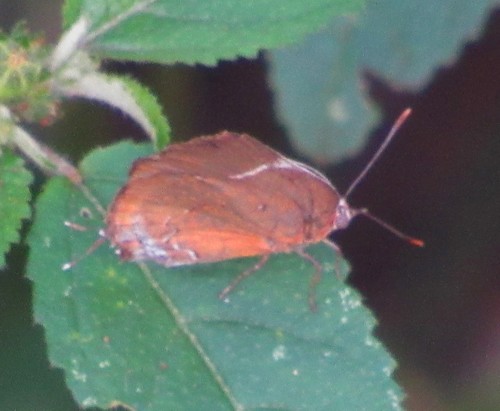 Porthecla ravus