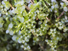 Rhizomnium pseudopunctatum