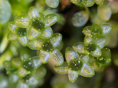 Rhizomnium pseudopunctatum