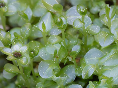 Rhizomnium pseudopunctatum