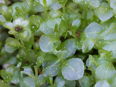 Rhizomnium pseudopunctatum