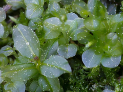 Rhizomnium pseudopunctatum